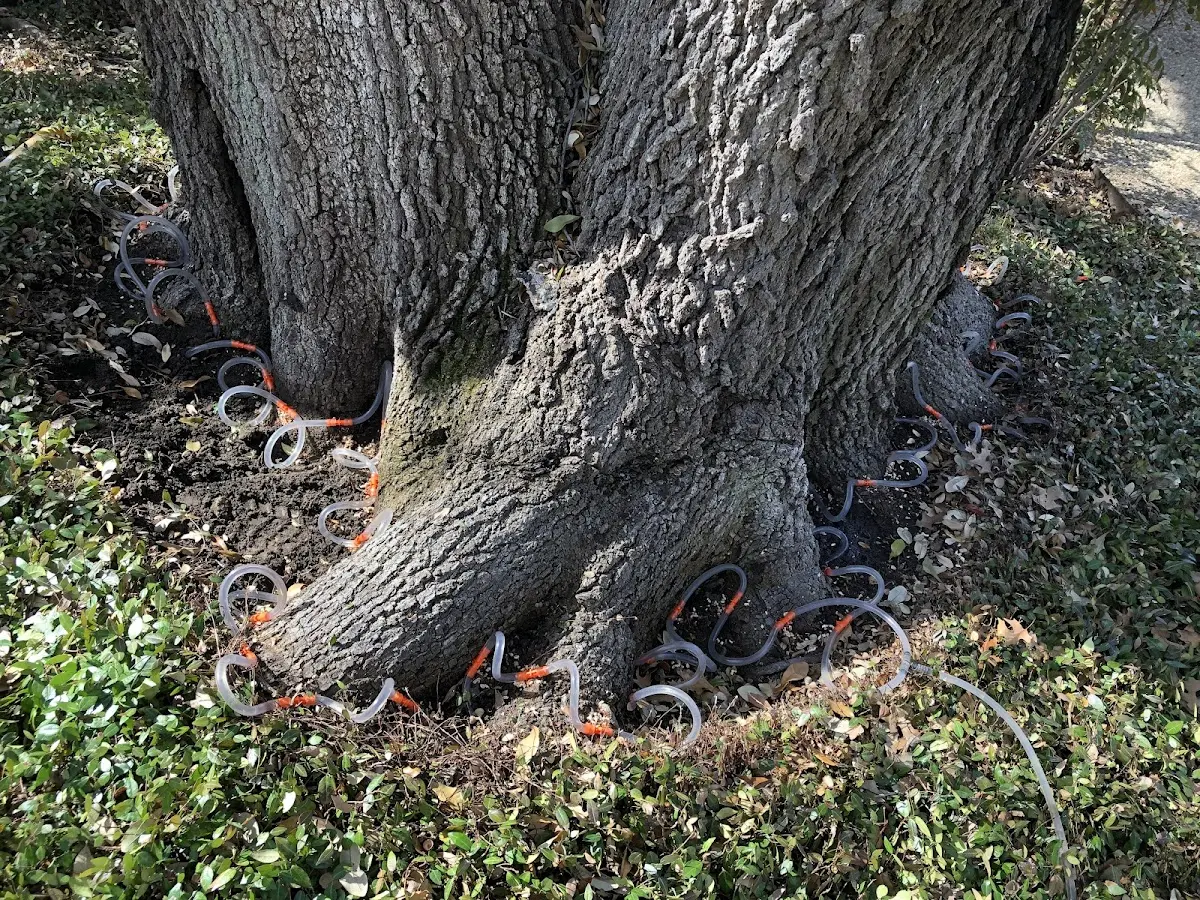 Detailed Tree Cabling and Bracing job site in North Benton