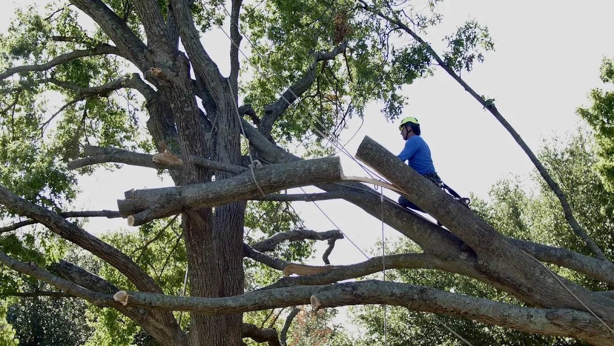 Professional Hazardous Tree Removal performed by certified arborists in North Benton