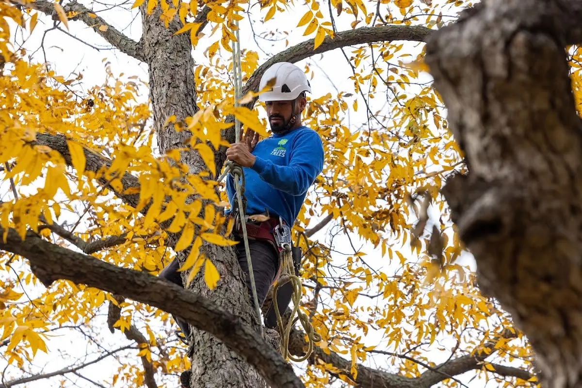 Skilled Tree Disease Treatment crew working in North Benton