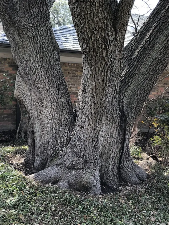 Mature heritage tree close to a North Benton property cared for by certified arborists